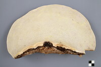 Fomitopsis ochracea image